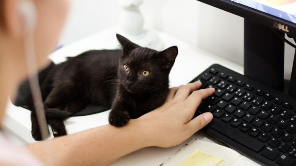Adotando um Gato Bombay O que esperar