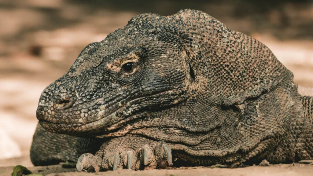 Alimentação Do Dragão-De-Komodo
