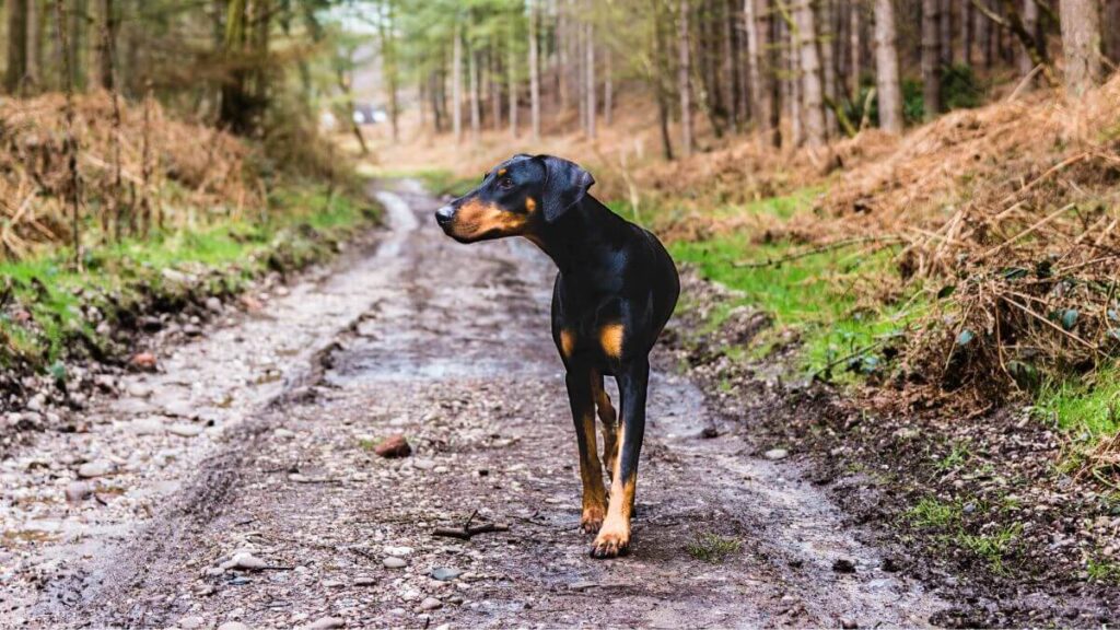 Aspectos Importantes nos Cuidados com o Doberman