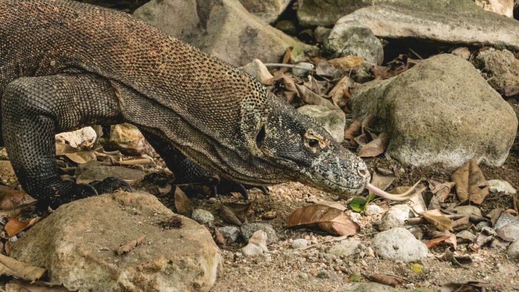 Habitat Do Dragão-De-Komodo