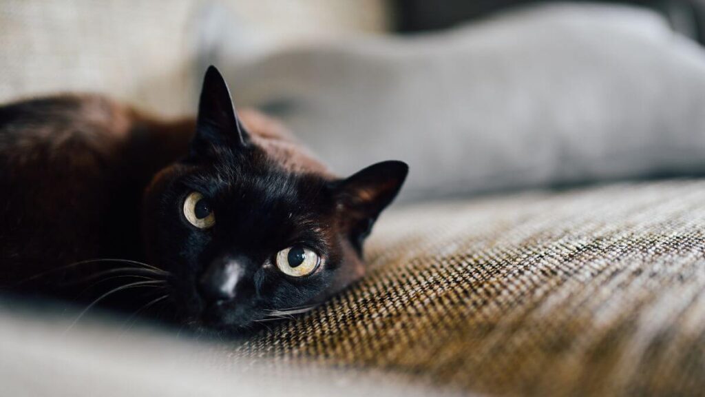 Onde encontrar Gato Bombay para adoção