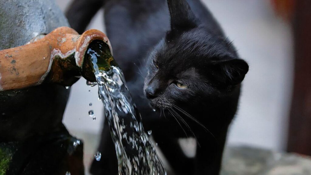 Por que escolher um Gato Bombay