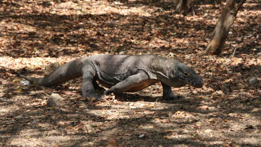 Veneno E Bactérias Dos Dragões-De-Komodo